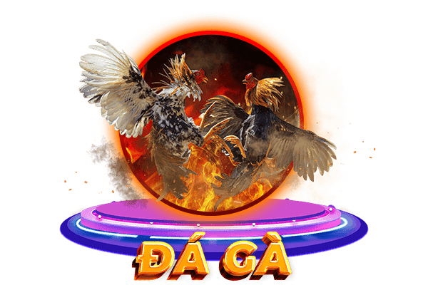 đá gà sodo